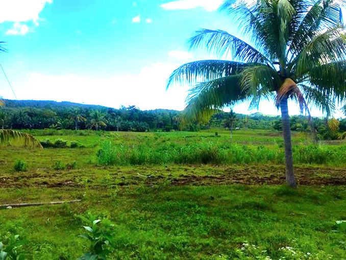 Phillippines, Cebu, Camotes, island, travels, adventure, mountain, coconut tree